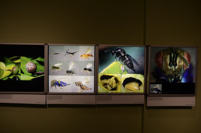 Wasp_exhibition__DSC3447